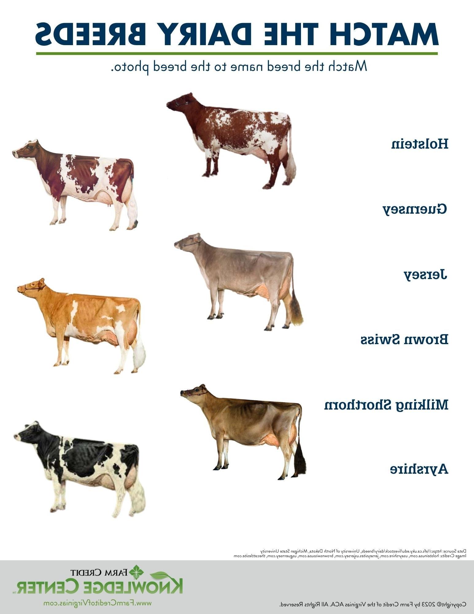 dairy cattle worksheet