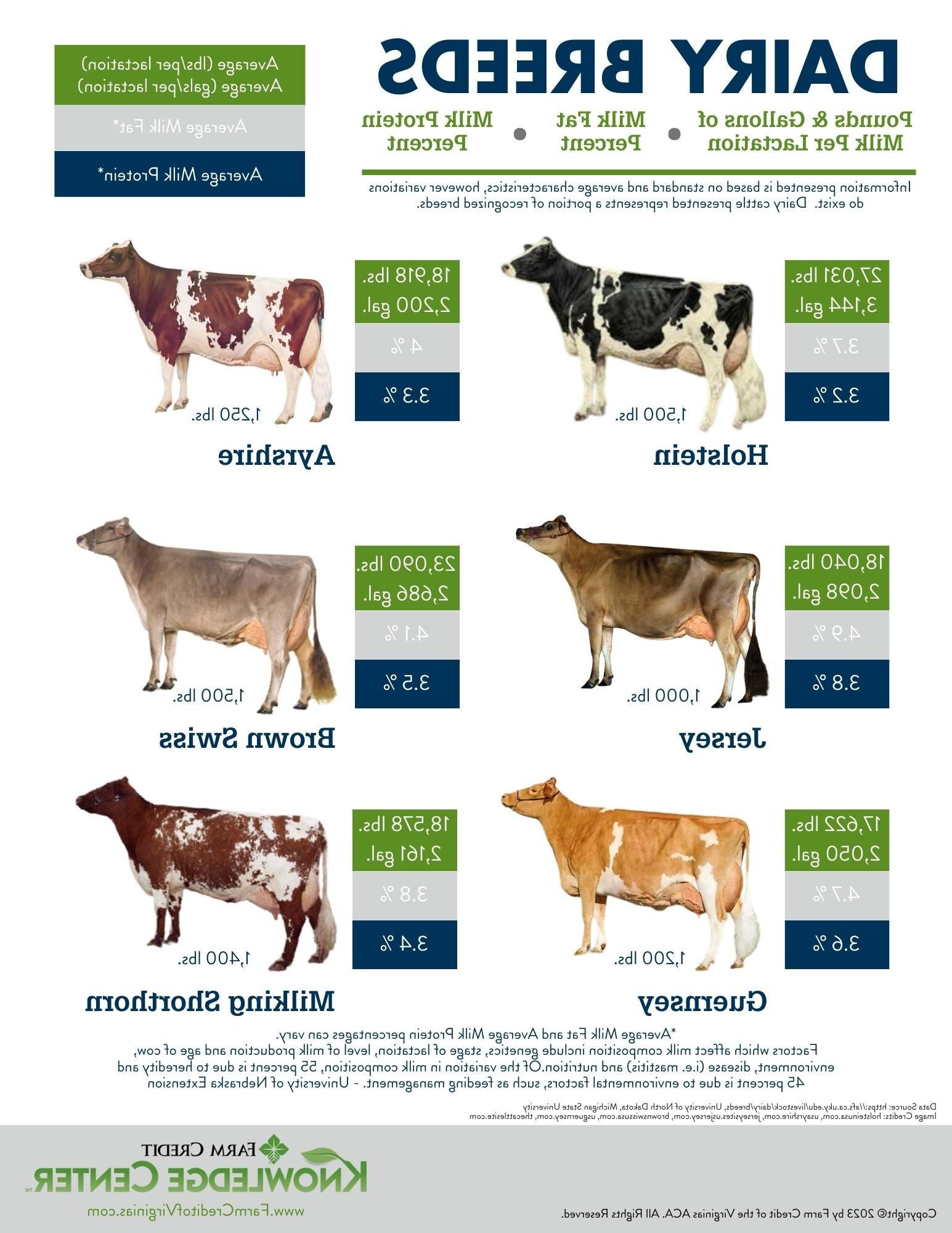 dairy breeds infographic