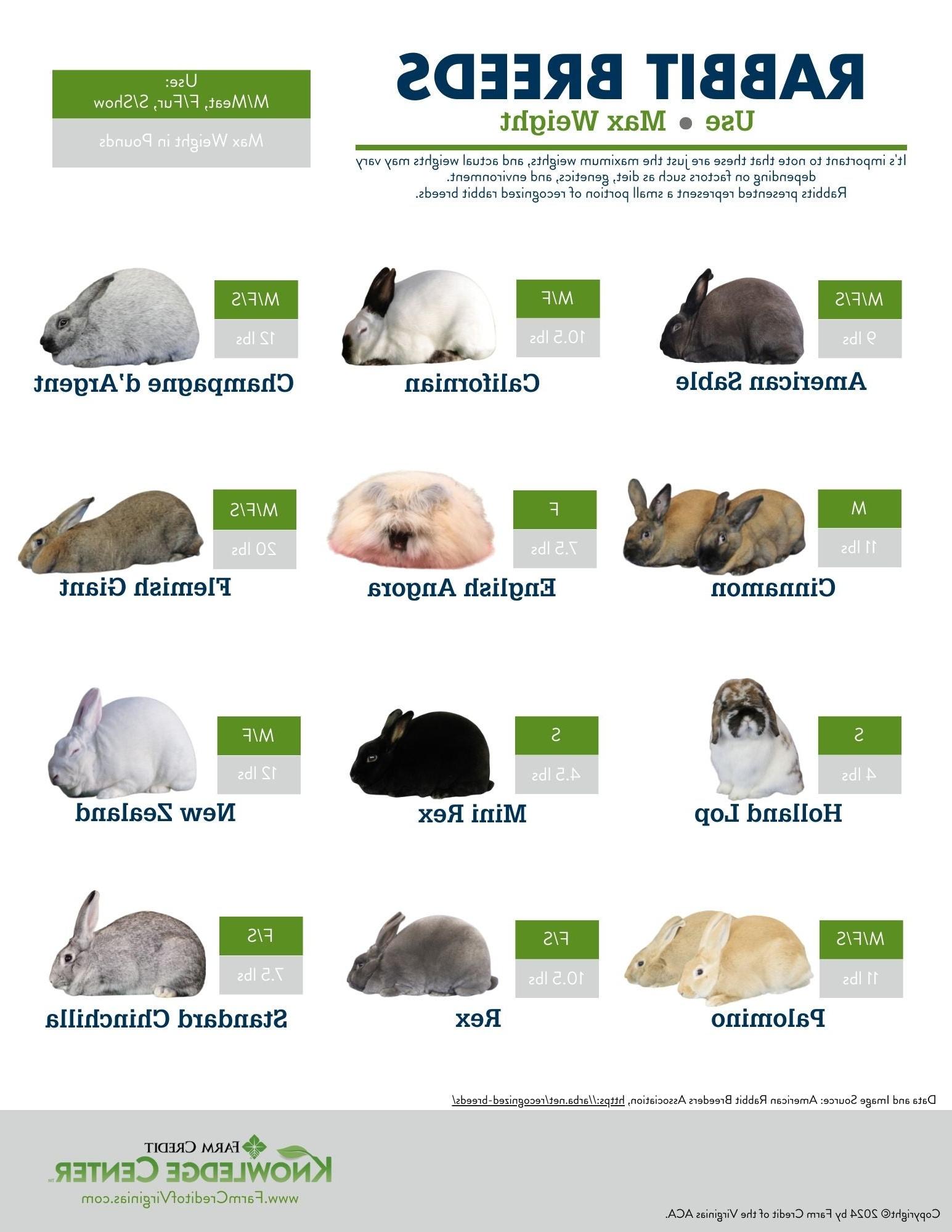 rabbit breed infographic