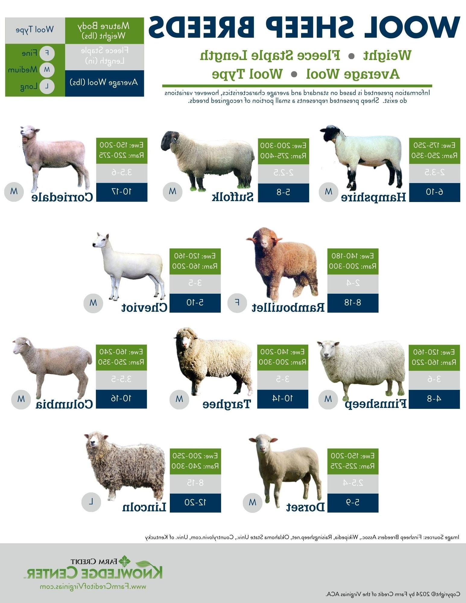 wool sheep breeds infographic